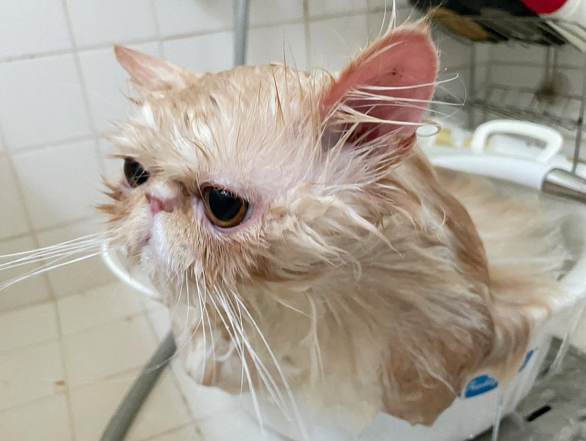103noa's tweet photo. シャンプー🛀
きもちよか〜

#魂抜けてる
#ねこのいる生活 
#エキゾチックロングヘア

https://t.co/Il5i5Qx37J https://t.co/ddGeSWTVdy