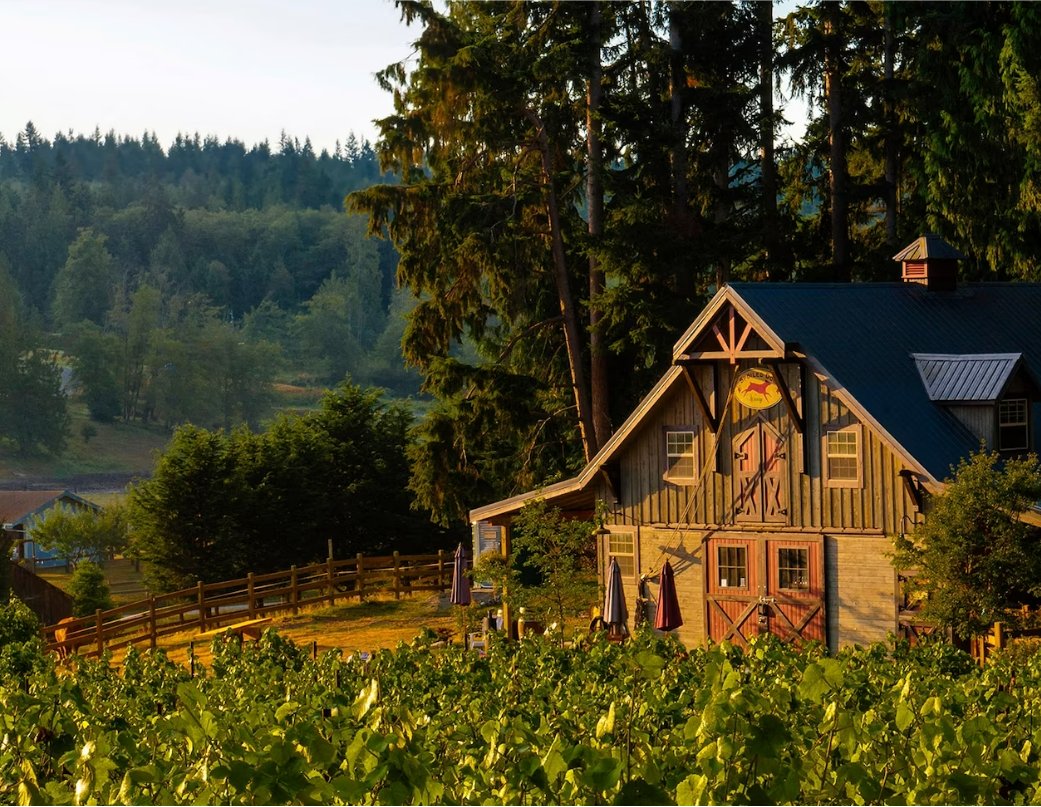 Sunset casts a golden glow across Spoiled Dog Winery, one of about a dozen wineries on Whidbey Island in Washington State, where September is “Eat Local Month.”