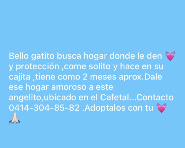 elsyecarolina's tweet photo. Buenas noches! Si me pueden ayudar a difundir para que esta belleza encuentre un hogar lleno de amor 😻 se los agradezco 🥹🙏🏻 https://t.co/Qh9z8dNBKr