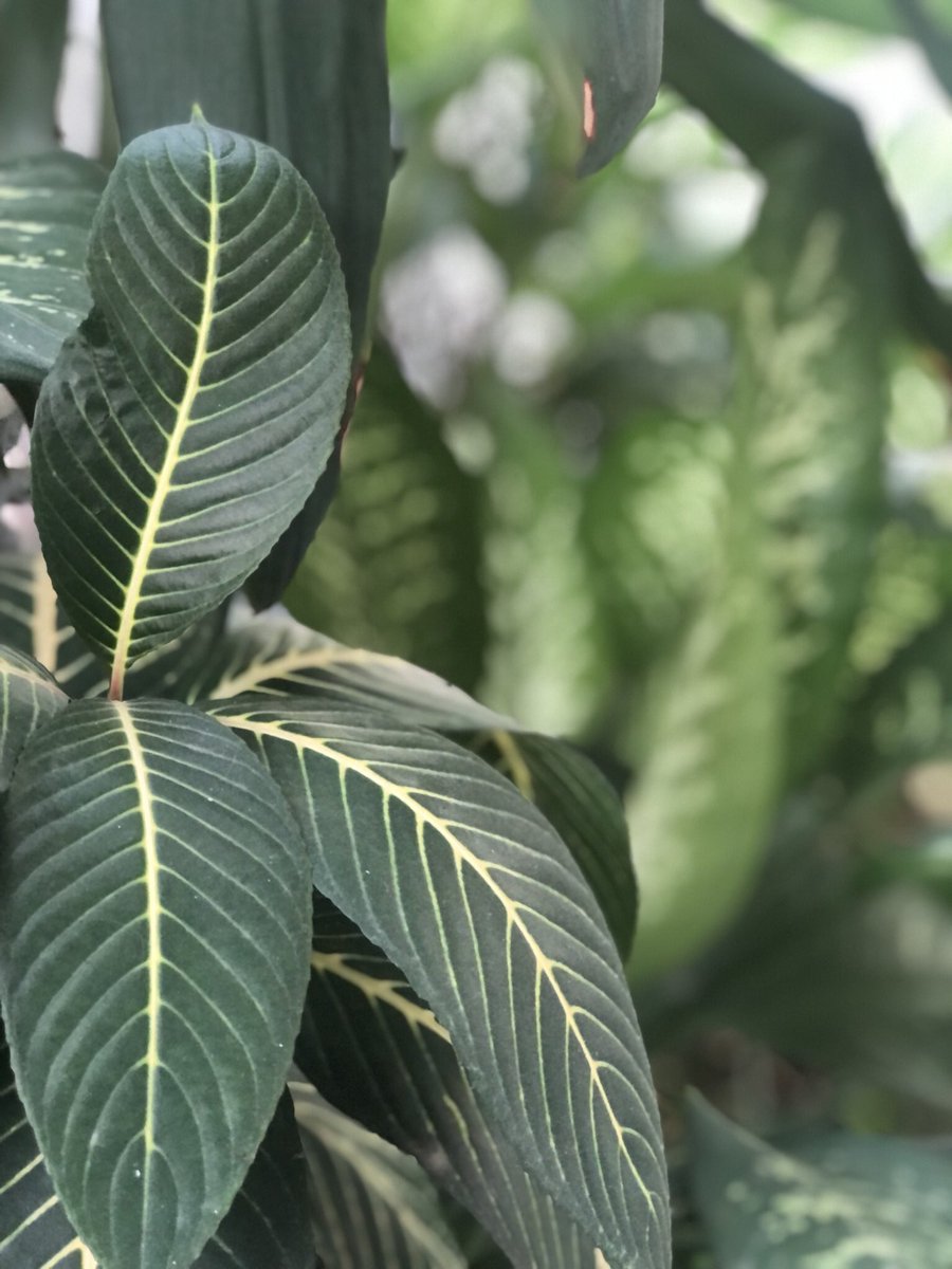 dassnikhil's tweet image. The #patience of bearing “Fruits” of #FRIENDS4EVER feelings takes #TwoToTango