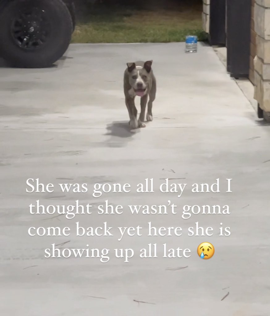 valeeriaaaa_'s tweet photo. I want to get her help not call the pound or take her to a shelter. She looks like she’s been abused, used to breed, and dumped. She’s still staying in our front yard as of today Sunday Sep 3rd. She deserves to be loved &amp; hope I’m able to find her a forever home. https://t.co/nBKdz60LRv