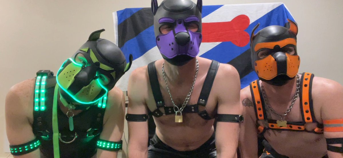 Máximo The LED Pup tweet media