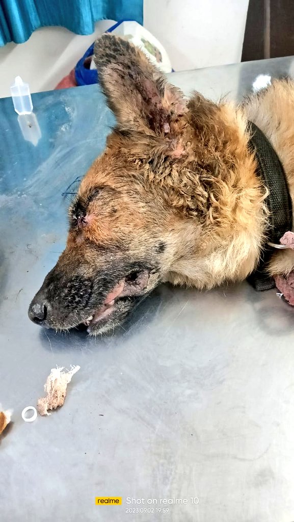 TheViditsharma's tweet photo. Heartbreaking news - A rescued German Shepherd couldn't make it. Her tumor exploded inside, and she battled tick fever for nearly 15 days. Eyes and ears had maggot wounds .She was a victim of exploitation by breeders, and her medical reports were devastating. This is the harsh reality when breeders discard dogs deemed unuseful.Please, let's not support this cycle. #AdoptDontShop #RescueDogs #EndBreedingCruelty