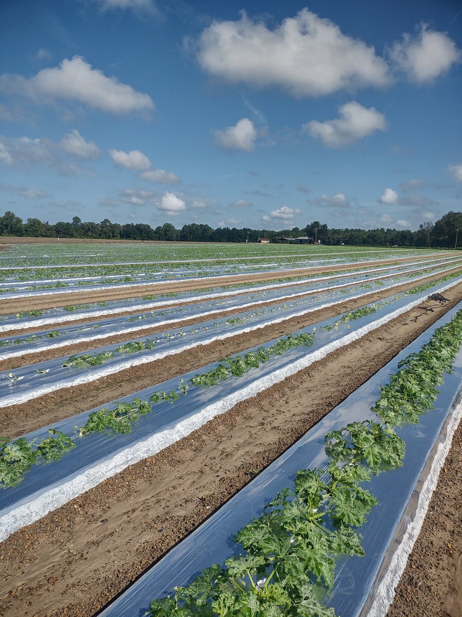 Tim Flanders tweet media