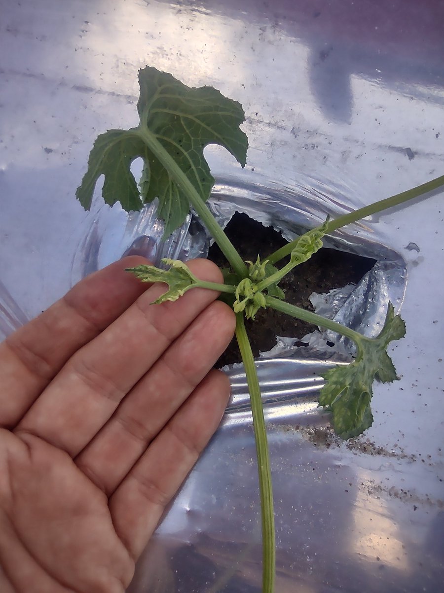 Tim Flanders tweet media