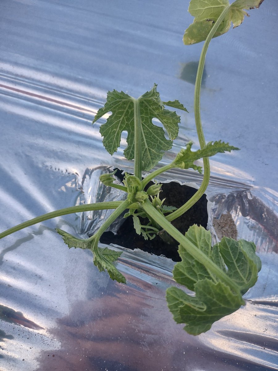 Glyphosate injury in squash, burn down application over plastic without a rain before planting.
