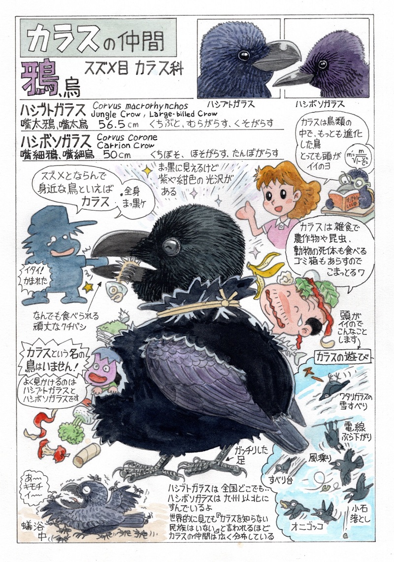 今日のオマケは「カラス」。 