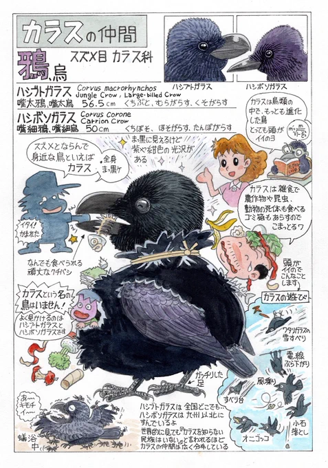 今日のオマケは「カラス」。 