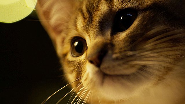 serial_mai's tweet photo. 9/29公開の『ルー、パリで生まれた猫』を試写鑑賞。少女と子猫の出会いと成長を「ペット」としてではなく、一匹の生き物との友情を描いていてめちゃ尊き…。

あと猫のゴロゴロ音(デカい)がすごくたくさん聞けるので、観ると体調とか良くなると思います(当社比) https://t.co/f2JKPijjrr
