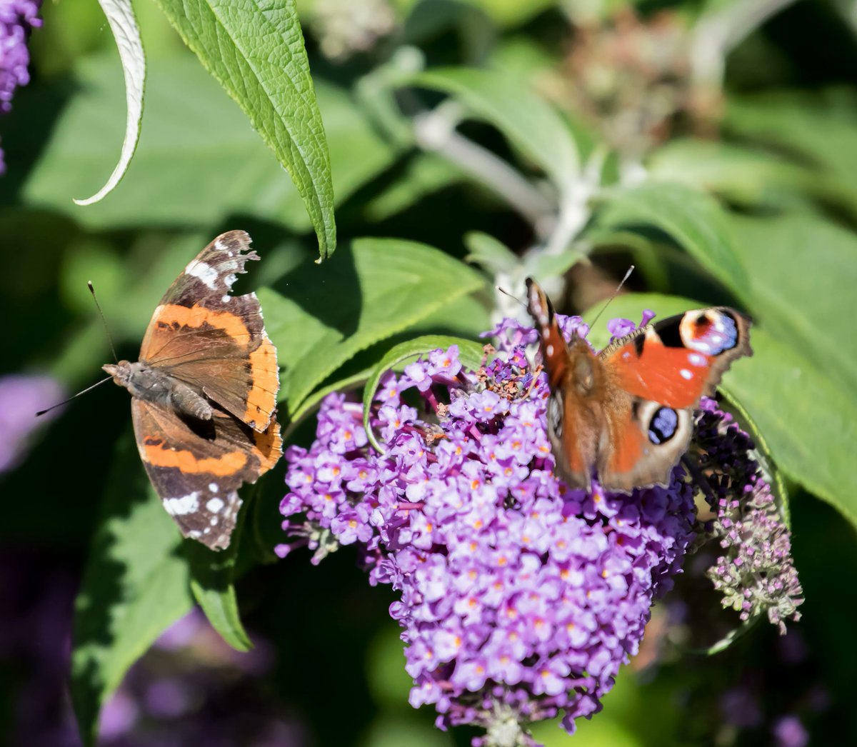 A red admiral butterfly gives way to a peacock. When threatened, the peacock butterfly can make a hissing sound, by rubbing together veins on its forewings and hindwings.