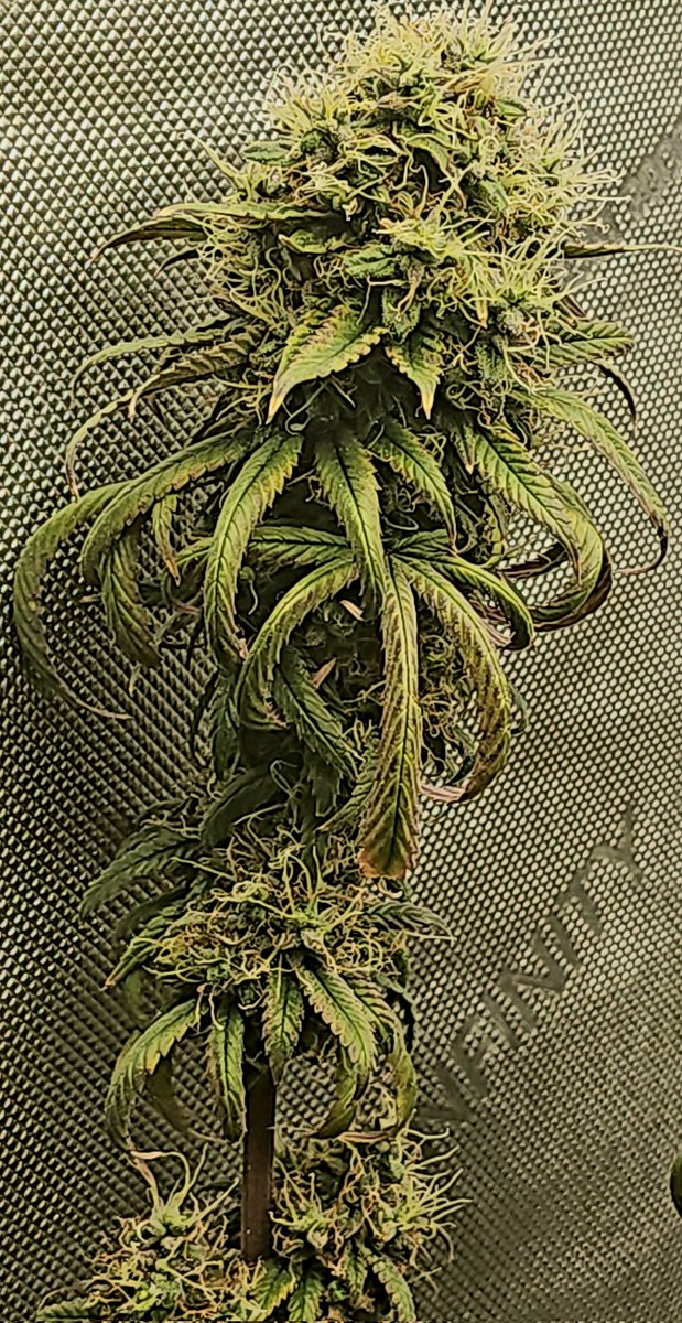 GlazingGrower's tweet photo. Week 9 doing the chop tomorrow or Tuesday #bluedream some really pretty girls from @irvineseedco if you don't know about the tester program check it out 🤘🤘🔥🔥💯💯💚💚💨💨 #bluedream #irvinearmy #tester2 #freeSeeds #genetics #purple #growurown #growmies #luvurself #tryN https://t.co/RwMUOsksiv