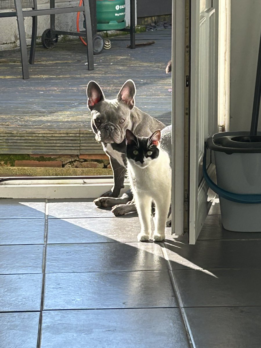D455en34's tweet photo. Sun worshipers these to 🌞🌞🌞☀️🌅🐈🐶 https://t.co/X8Neaam4NW