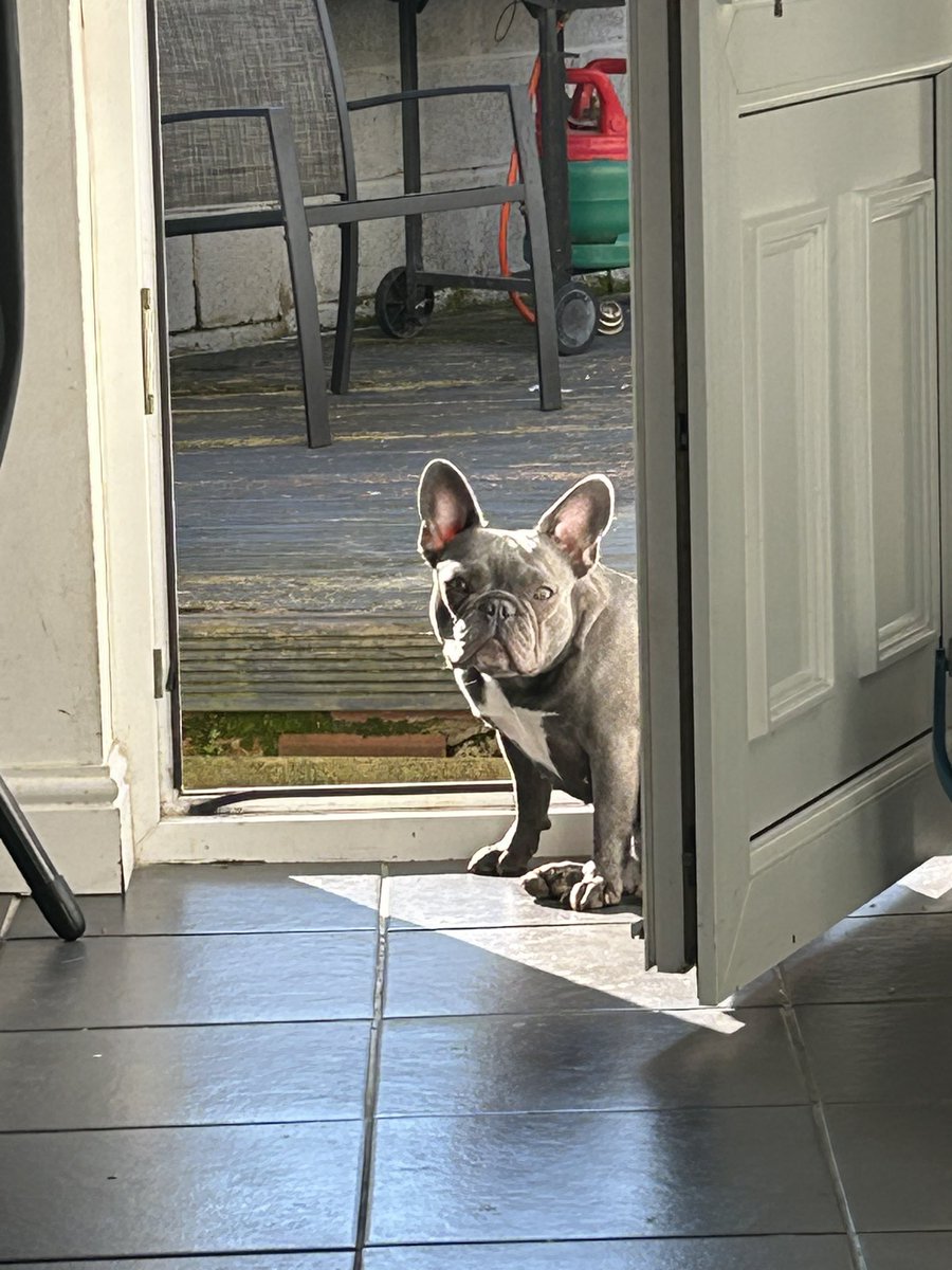 D455en34's tweet photo. Sun worshipers these to 🌞🌞🌞☀️🌅🐈🐶 https://t.co/X8Neaam4NW