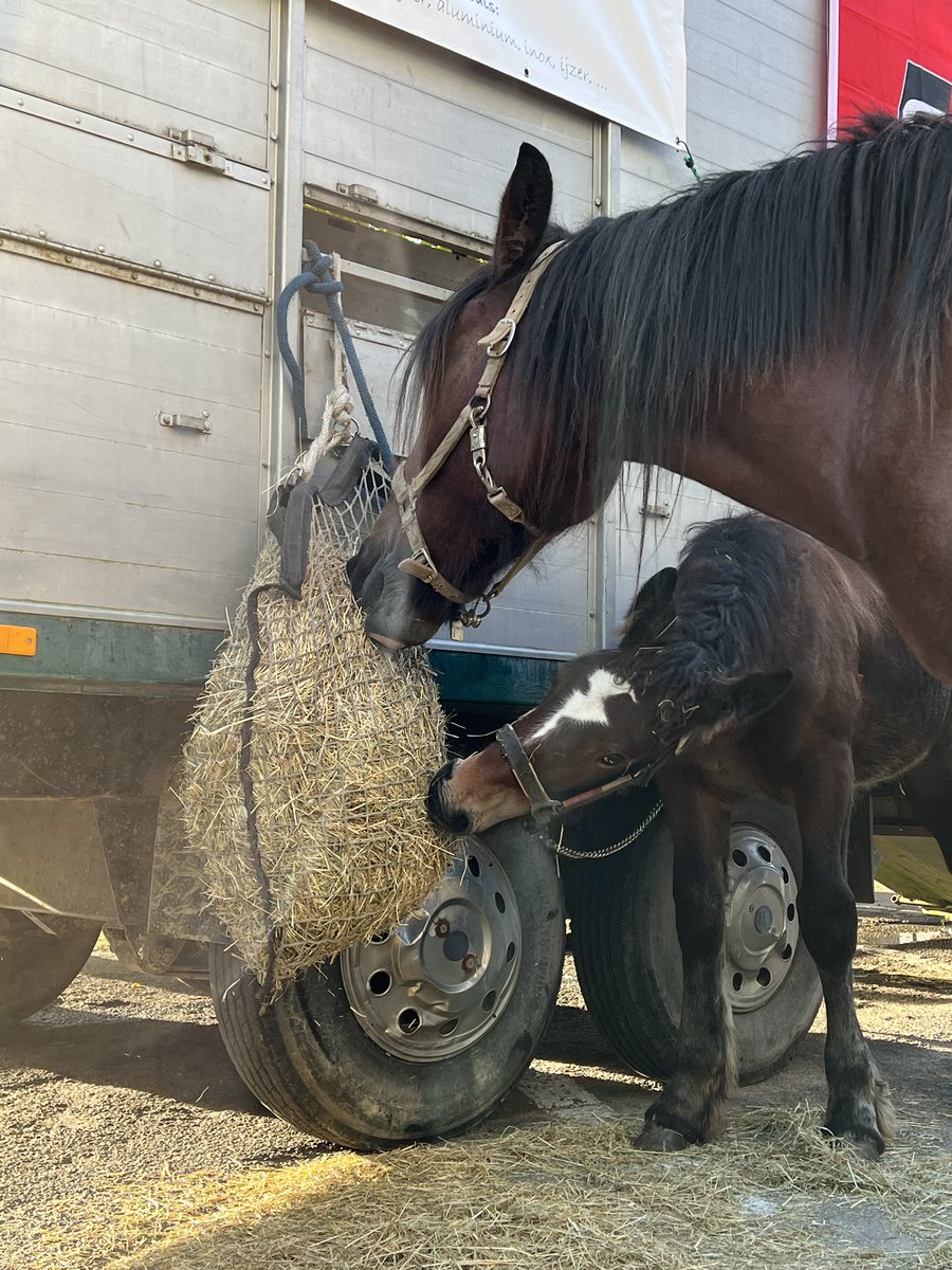 TomDeGendt's tweet image. Leuven #Jaarmarkt
Leuven #Kermis
Leuven #Beestenmarkt 
Alles gesloten vandaag (behalve de cafés 🙃) (en wij werken ook vandaag 😉)
📅 Eerste maandag van september.
📍 Sint-Jacobsplein
#Leuven