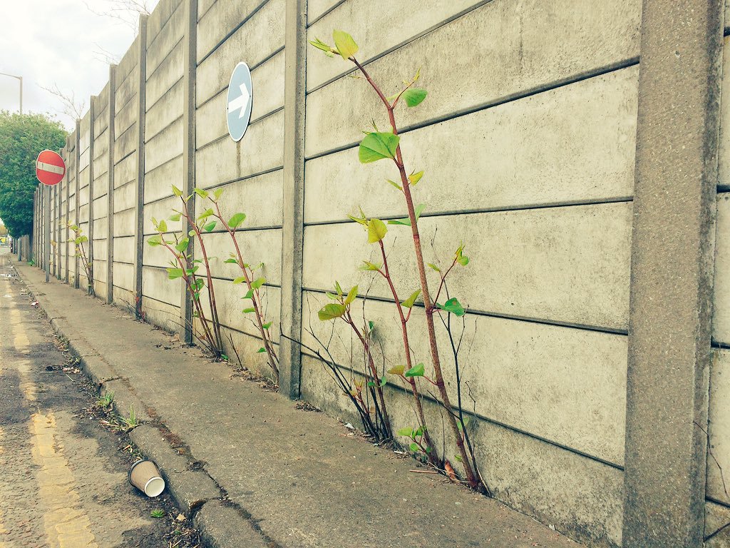 JKSLtd's tweet photo. Back to School! Don't forget to join our free online "Japanese Knotweed: The Facts" CPD on the 21st September, 2pm! Sign up here https://t.co/NOnCHFF52O
@Eventbrite #japaneseknotweed #JKSL #invasivespecies #Training https://t.co/7ctVtOC7KX
