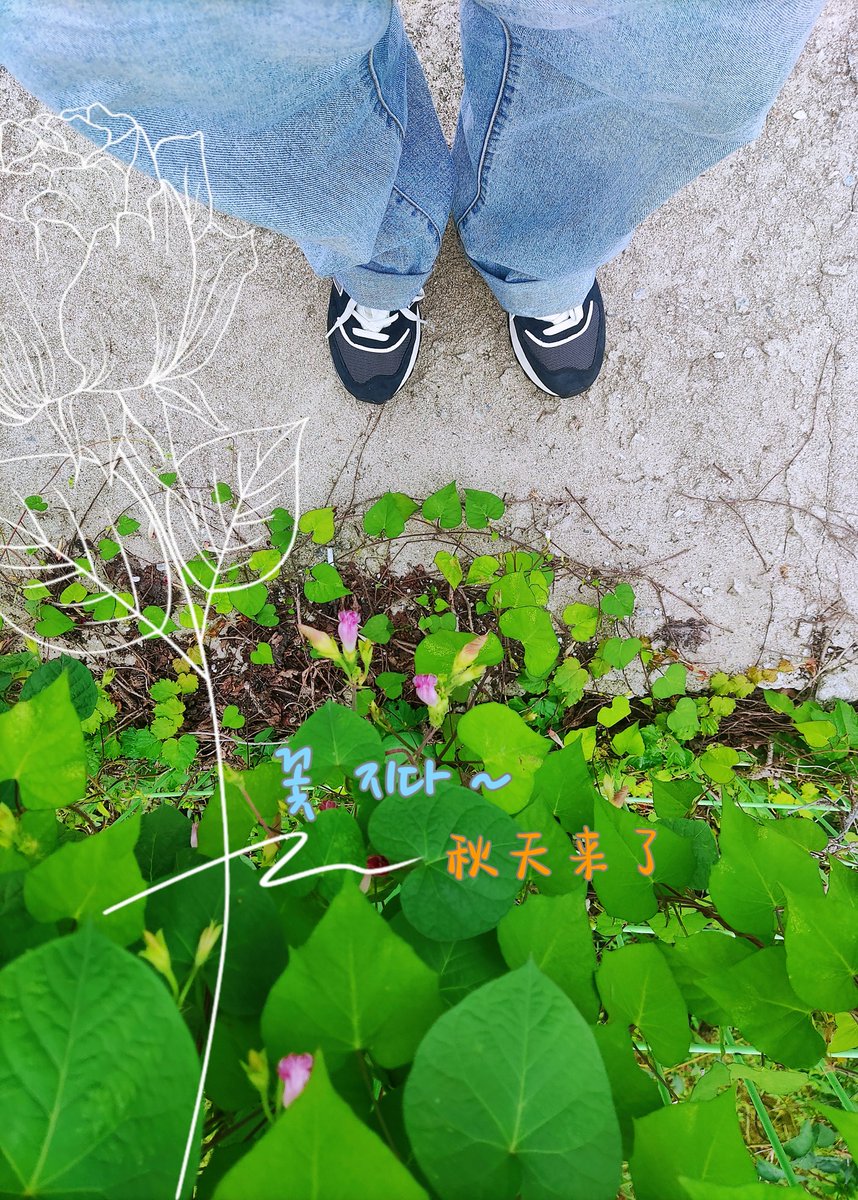 上周去치과拔牙的时候还开的很漂亮的花，这周再去就都谢啦~又快到需要섭새끼들暖脚🦶的季节...... 

#풋섭