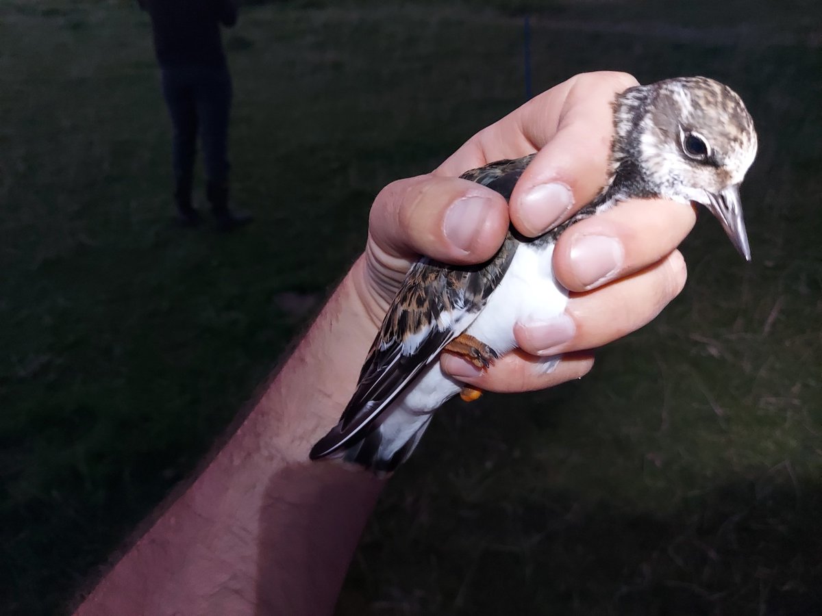 CausewayBirds's tweet photo. A bumper wader catch on the Bann Estuary last night with 87 new birds of 8 species + a retrap. Turnstones tend not to venture up the estuary, so these were the first caught at the site. It was a good night all round for the team of 6, gaining new experience &amp; handling new species https://t.co/yZ6icJb5lp