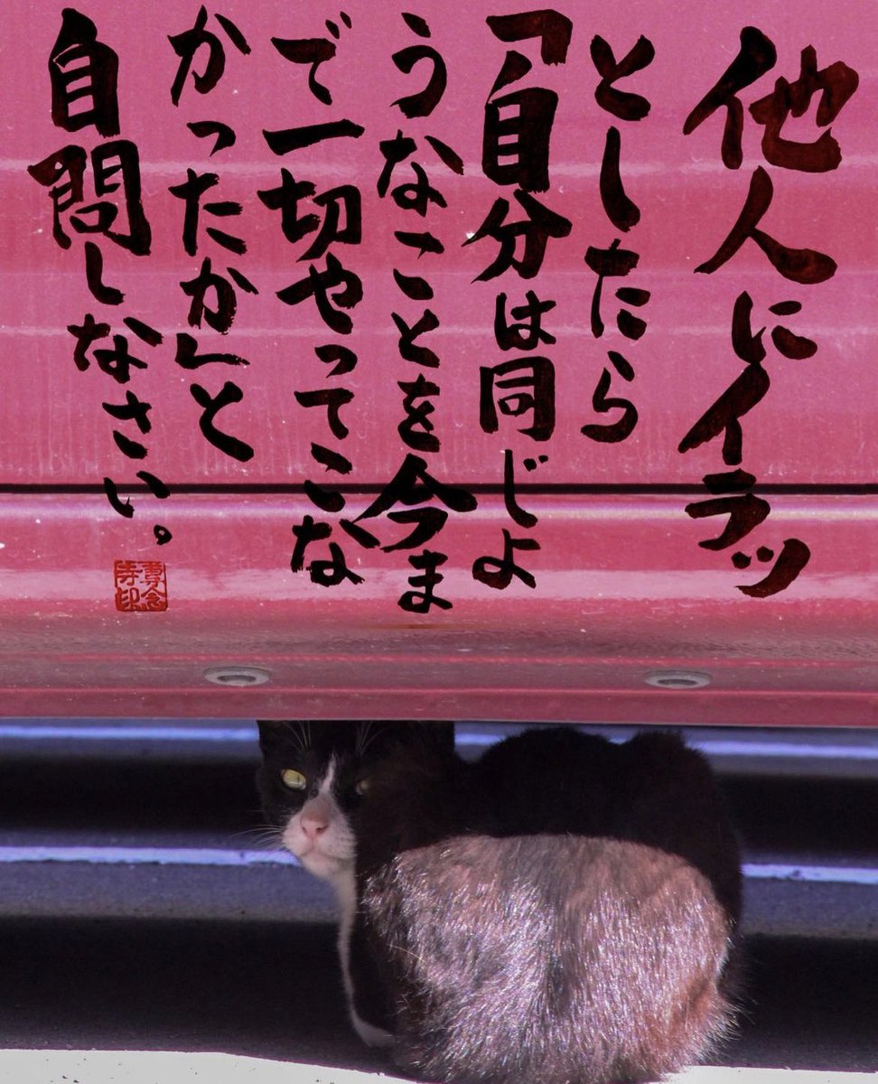 yabumoto610's tweet photo. ネコさんから人間さんへ今日の一言 https://t.co/rvXEEOvVdh