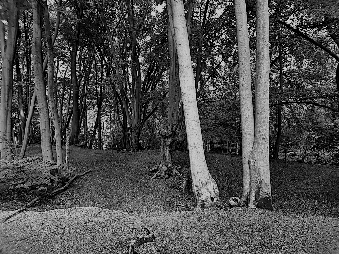 HooklandGuide's tweet photo. The truth of those tree occulted banks in the King's Chase Forest might be the time-bullied remains of an Iron Age fort, but as a child you learn them as the Giants Graves and that stays with you. No amount of university should ever rub the wonder off you. – Dr. Adie Warner https://t.co/sXuV6J30Dc