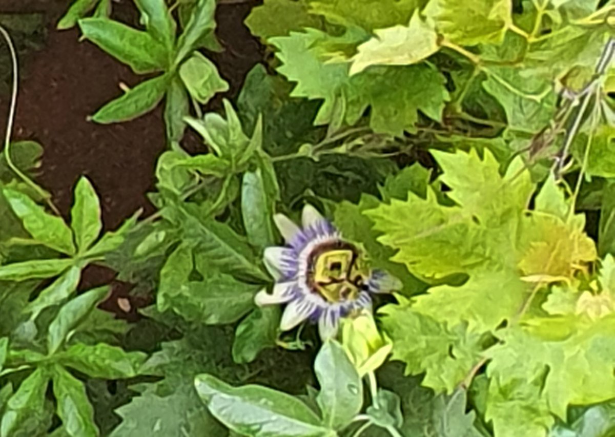 Aurelio López Alberca (@alopezalber) on Twitter photo 