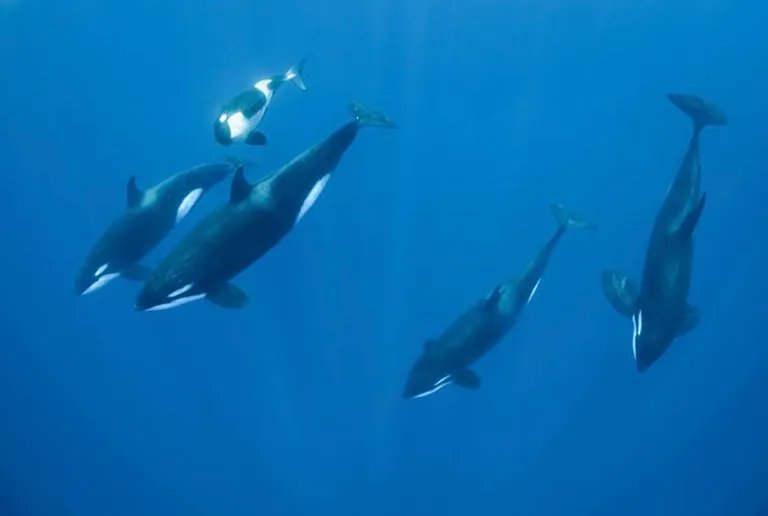 CHEM Trust tweet media