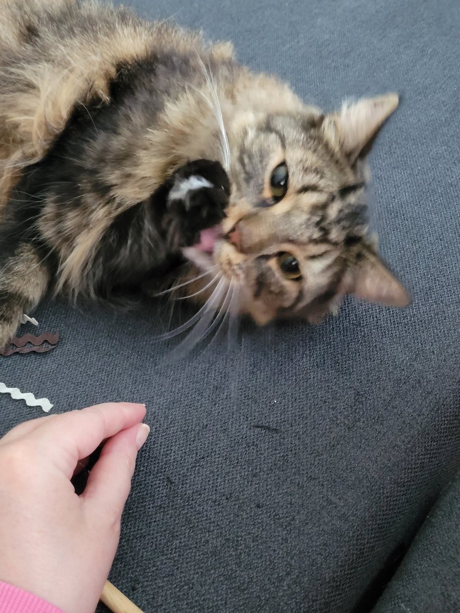 paivi65's tweet photo. Nyt on syöty ja vähän leikitty. Tämmösiä "mummohommia"
mulla. #Bablo https://t.co/RfD98Pk3ph