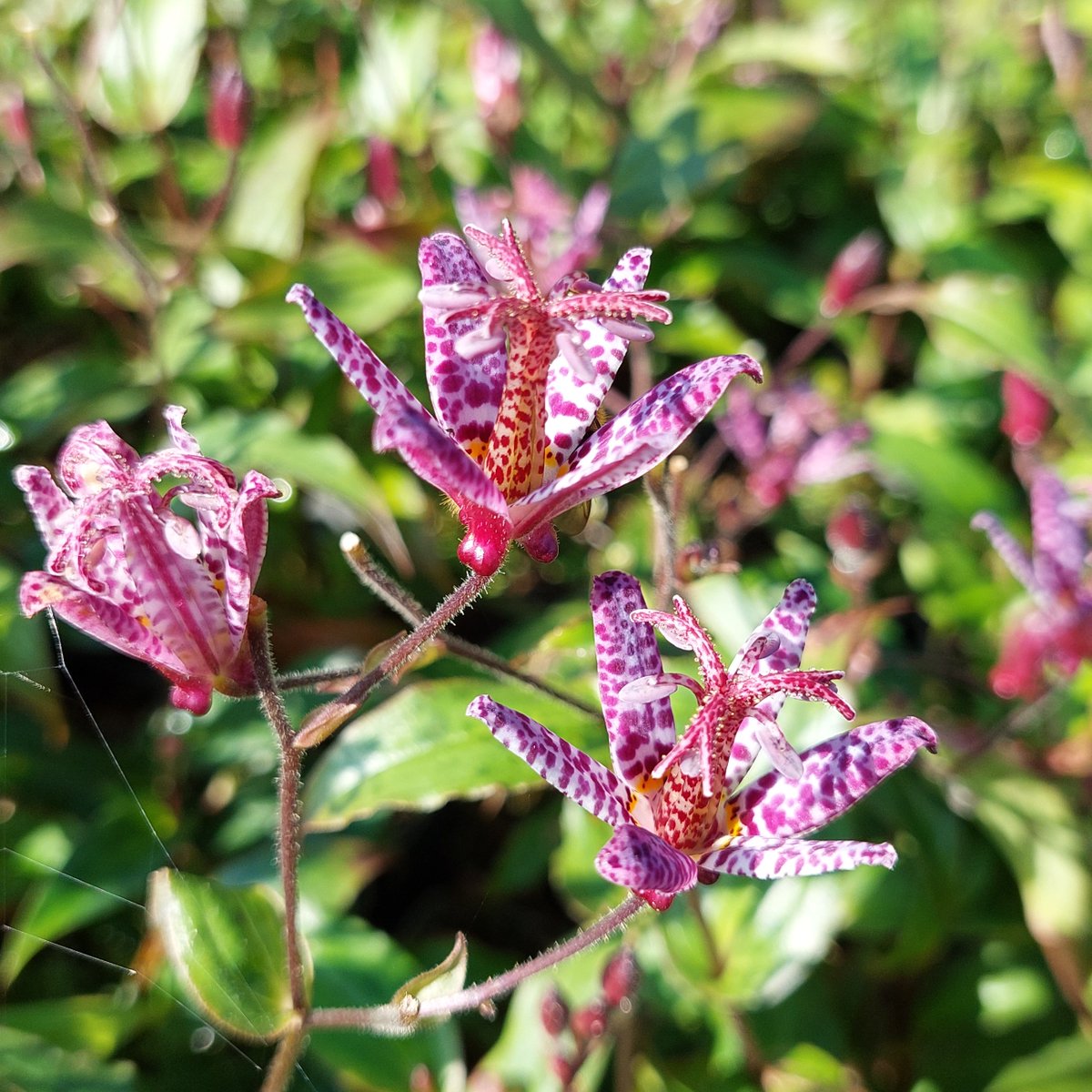 Howard Nurseries tweet media