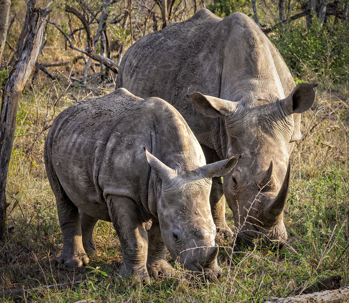 White rhino mother and baby taken at the Hluhluwe–iMfolozi Park in South Africa.

We stopped just a few feet away from them and they were quite happy with our presence.

#whiterhinoceros #motherandbabyrhino #rhino #safari #hluhluweimfolozi #hluhluwegamereserve #southafrica