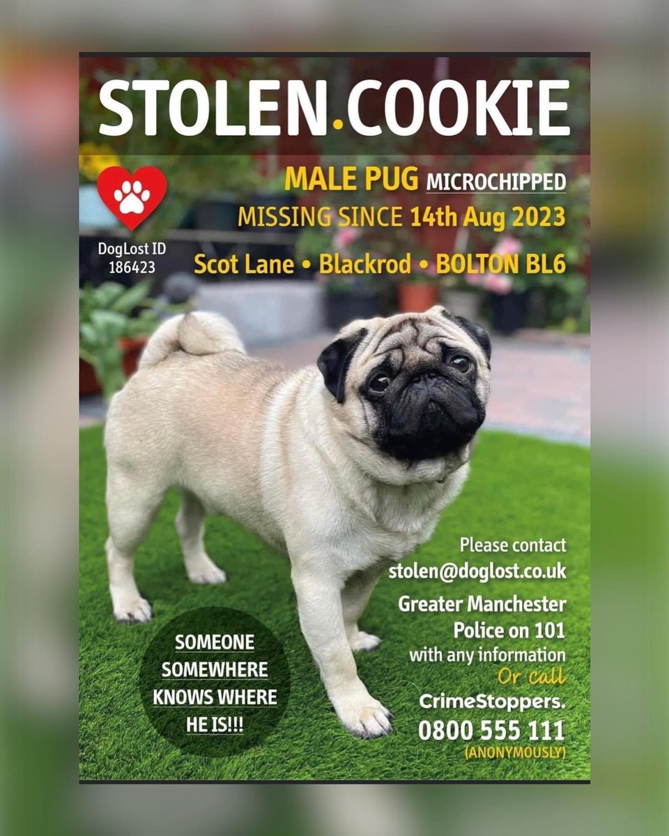 xNo_Angelx's tweet photo. ‼️Please share‼️This dog was in the care of a woman who has since been found to have no dog boarding license or insurance. She is refusing to assist the owner &amp; claims the dog simply ran away!!! #Blackrod #StolenPug #FindCookie #WhereIsCookie https://t.co/l3eHy68TFi