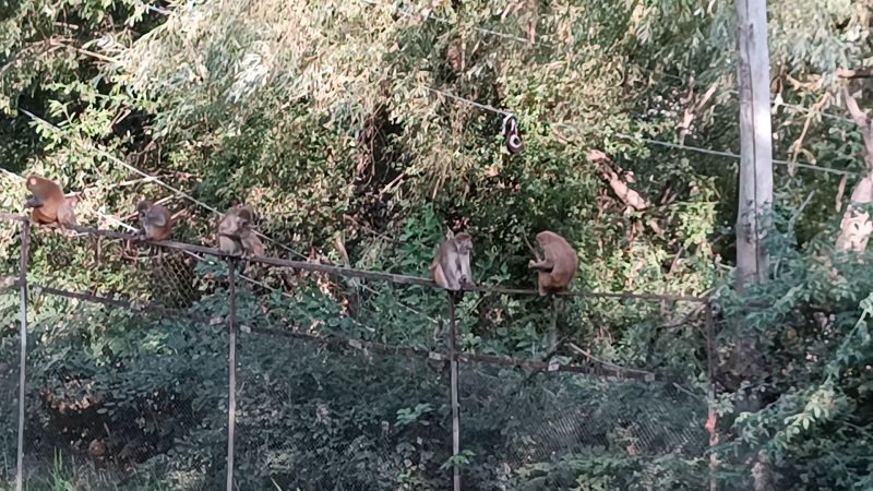 RisingKashmir's tweet photo. #Ganderbal’s #Fraw village worried over ‘#monkey #invasion’
Reports Umar Raina
@dcganderbal @Gbl_Police
@CentreGanderbal
https://t.co/vLCQbkRnn4 https://t.co/CmWHc0PJ6t