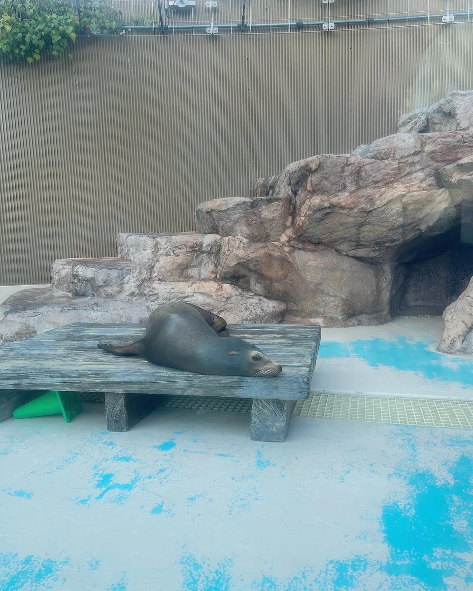 #サンシャイン水族館  #夏休み  #水族館 
 #フォロバ100  #相互希望  #拡散希望
