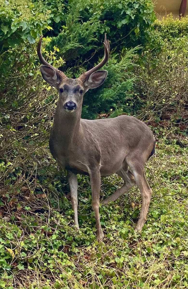 D_Cassandra_D's tweet photo. I saw this guy walking to work this morning. I told him I just wanted to take his picture. π
#nature #Buck #deer #naturephotography #photooftheday #picoftheday #animals #hi #ohbuck #Denica #walking #pacificgrove #horns #animallovers #photography #cute #California https://t.co/XAON1IIN3Y