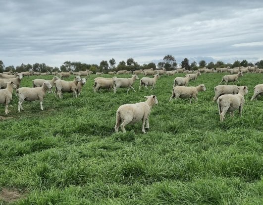 ProBreed's tweet photo. It’s been a kind winter at Inverleigh and our stud property Murnong looks terrific, certainly has the rams steaming along #PrimeLambs #ProbreedPlus #ProbreedMaternal #ProbreedTerminal https://t.co/Swef2CvHQn