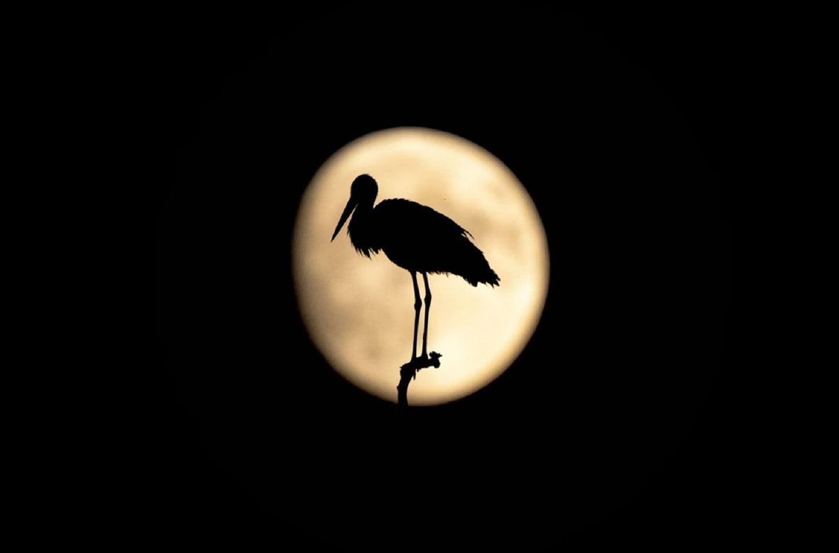 CRCiencia's tweet photo. Una cigüeña posada en una rama y silueteada por la Luna en el distrito de Inegol, Bursa, Turquía (Alper Tuydes, 2023) https://t.co/byanO2XkbJ