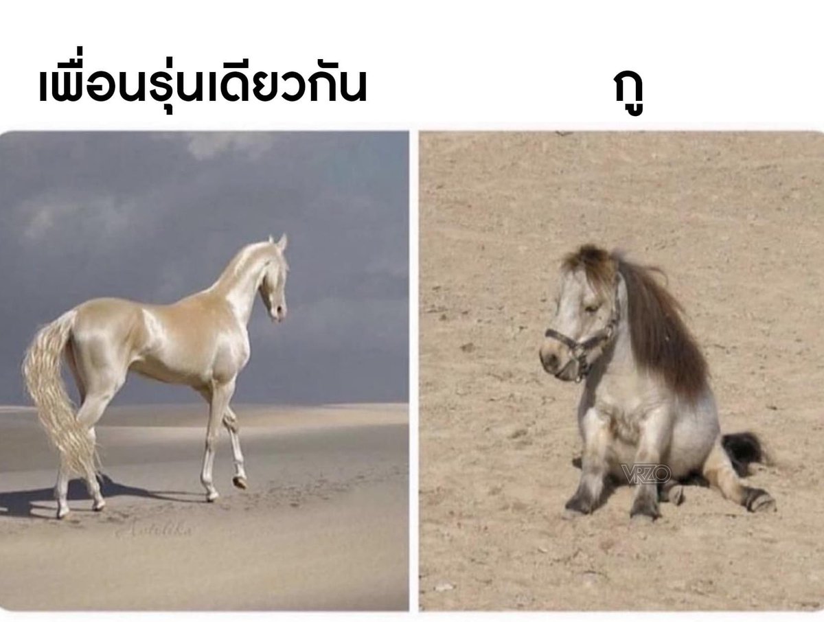𝐥𝐨𝐥𝐨𝐧𝐠 tweet media