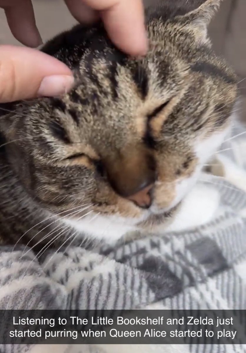Delighted to feature some fan feedback from Zelda, who "started purring when Queen Alice started to play." This happy listener means the world to us. 🥹

Link in original post if you and your cats would like to join Zelda. 🥰