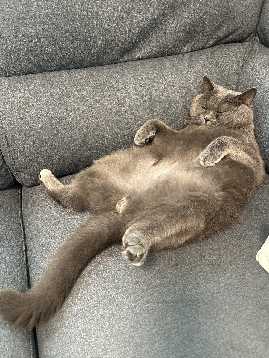 ramupon159484's tweet photo. 餅。
#猫好きさんと繋がりたい
#猫のいる暮らし
#ブリティッシュショートヘア
#貫禄 https://t.co/afjXiG60pY