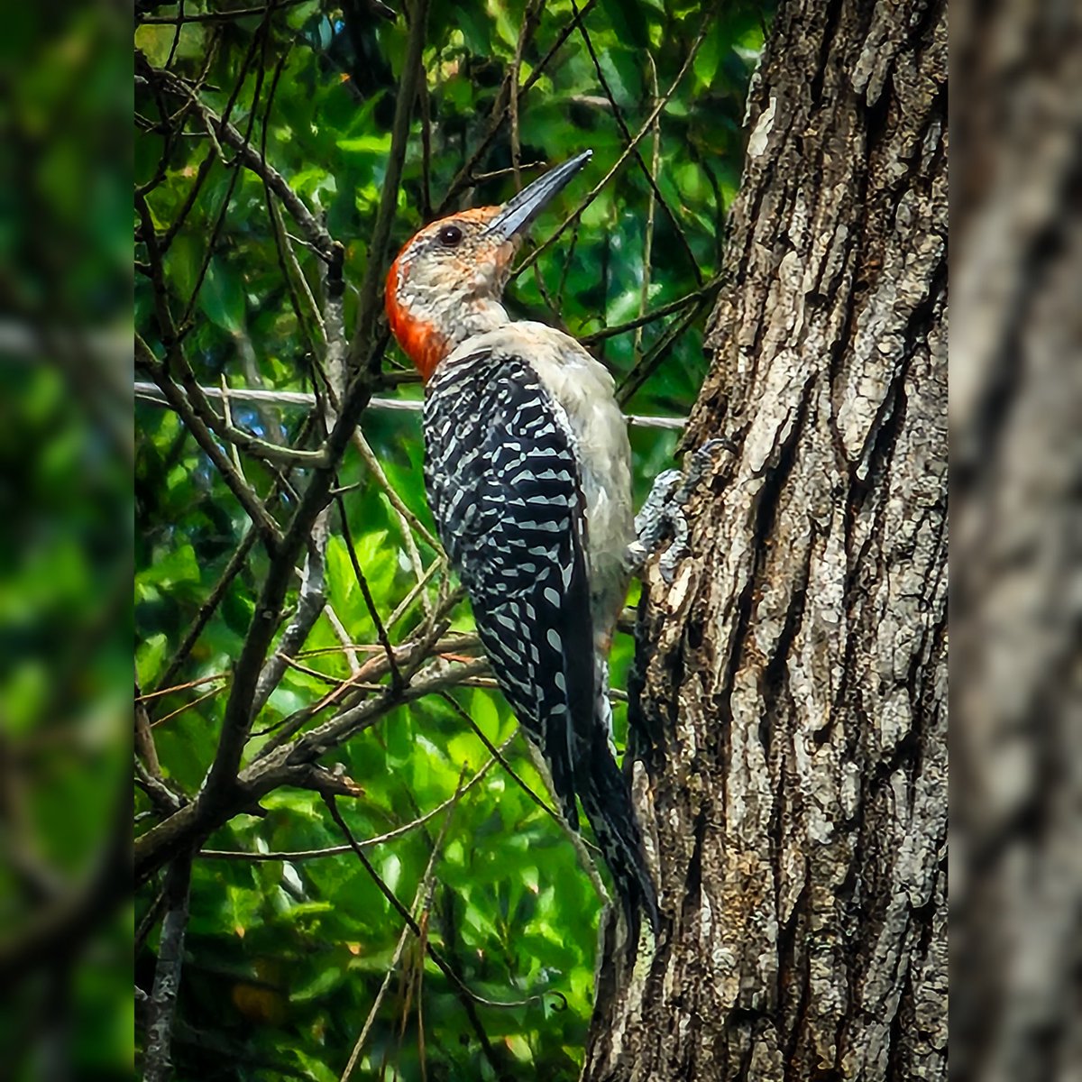 Woodpecker Surverying His Surroundings and Wondering When The Heck I'm Going to Put The Peanuts Out.
#woodpeckersoftwitter #woodpeckerphotography #woodpecker #woodpeckers #birds #bird #birding #nature #naturephotography