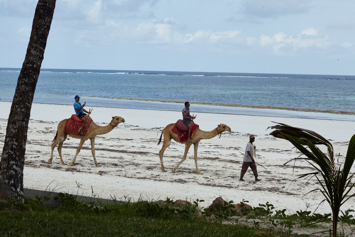 Book 3 nights and enjoy a FREE 4th night on us!
While you are here, discover a world of activities, including thrilling camel back riding – just ONE of the adventures you can choose from during your stay.
#SafariBeachDiani #FreeNight #DianiBeach #CamelRides #Staycation