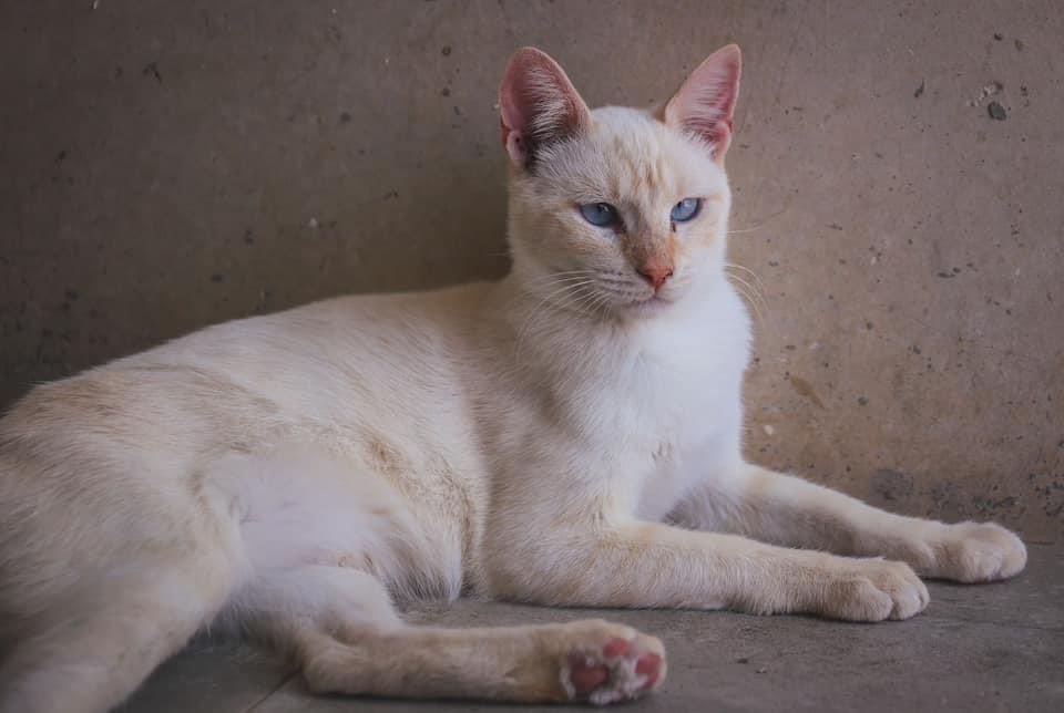 Este bombón tiene sobre 1 año y es un gato cariñoso 🥰 necesita una familia urgente 🚨 te vas a perder tener una oportunidad de levantarte y verle de buena mañana y que te alegre el día  ? Está en valencia 617575548