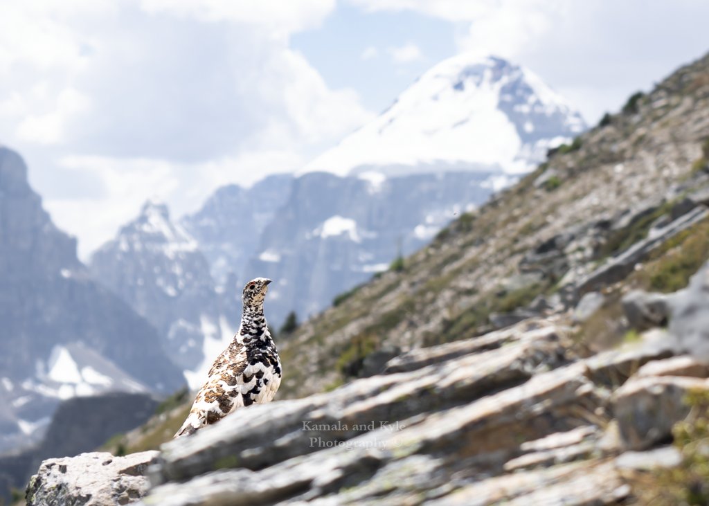 KamalaKyle's tweet photo. The journey may be steep, but the views are worth every effort!

#whitetailedptarmigan #ptarmigan #ptarmigans #parkscanada #canadaparks #pnw #pnwlife #pnwwonderland #banfflakelouise #lakelouise #hikelakelouise #lakelouisehikes #hikealberta #albertahikes #albertabirds #pnwlife https://t.co/q7fL89dhWi