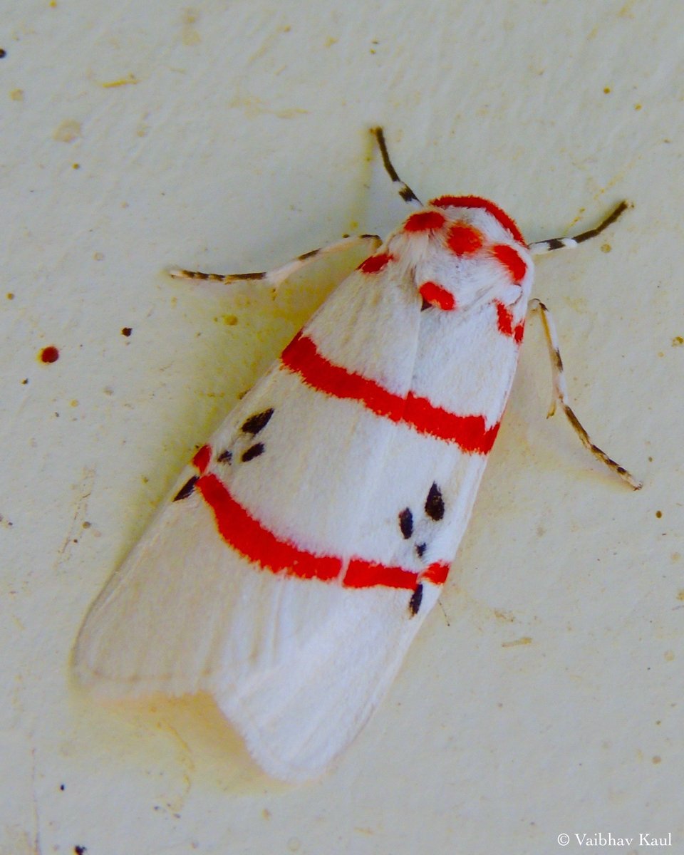 The hip and hardy Cyana adita is my favourite Kumaoni moth. I call it ‘Lal Dor’ (‘Red String’).
#MothMonday