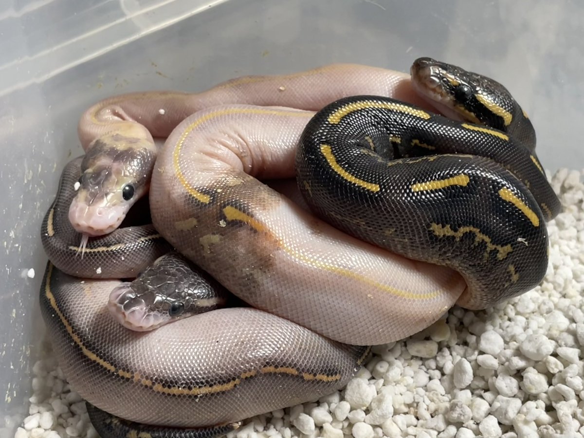 BMMorphsJapan's tweet photo. Black Head Freeway X
Cinnamon Freeway Clutch

#ballpython
#ボールパイソン
#freewayproject
#qualityinqualityout
#BMMCB https://t.co/RdAR1WrlZk