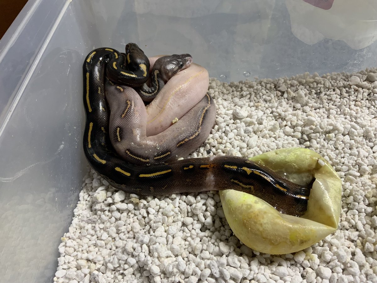 BMMorphsJapan's tweet photo. Black Head Freeway X
Cinnamon Freeway Clutch

#ballpython
#ボールパイソン
#freewayproject
#qualityinqualityout
#BMMCB https://t.co/RdAR1WrlZk