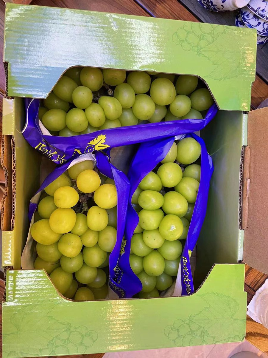Homystar2's tweet photo. Our largest green grape.
This variety produces big, juicy grapes with bold flavor.
https://t.co/lRQn1oKik6
#ChampagneGrapes #CrispGreenGrape #MuscatGreenGrape #Grape #GrapeFruit #GrapeVarieties #GreenGrapes #MoonGrapes #SeaGrapes #SweetGreenGrape https://t.co/5O9Q0HZpui