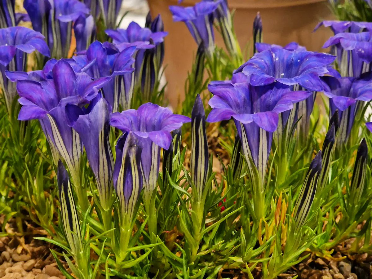 Blue Monday Autumn gentians at the 2022 joint AGS & @ScottishRockGC Hexham Show and Plant Fair. Wishing everyone a beautiful week!