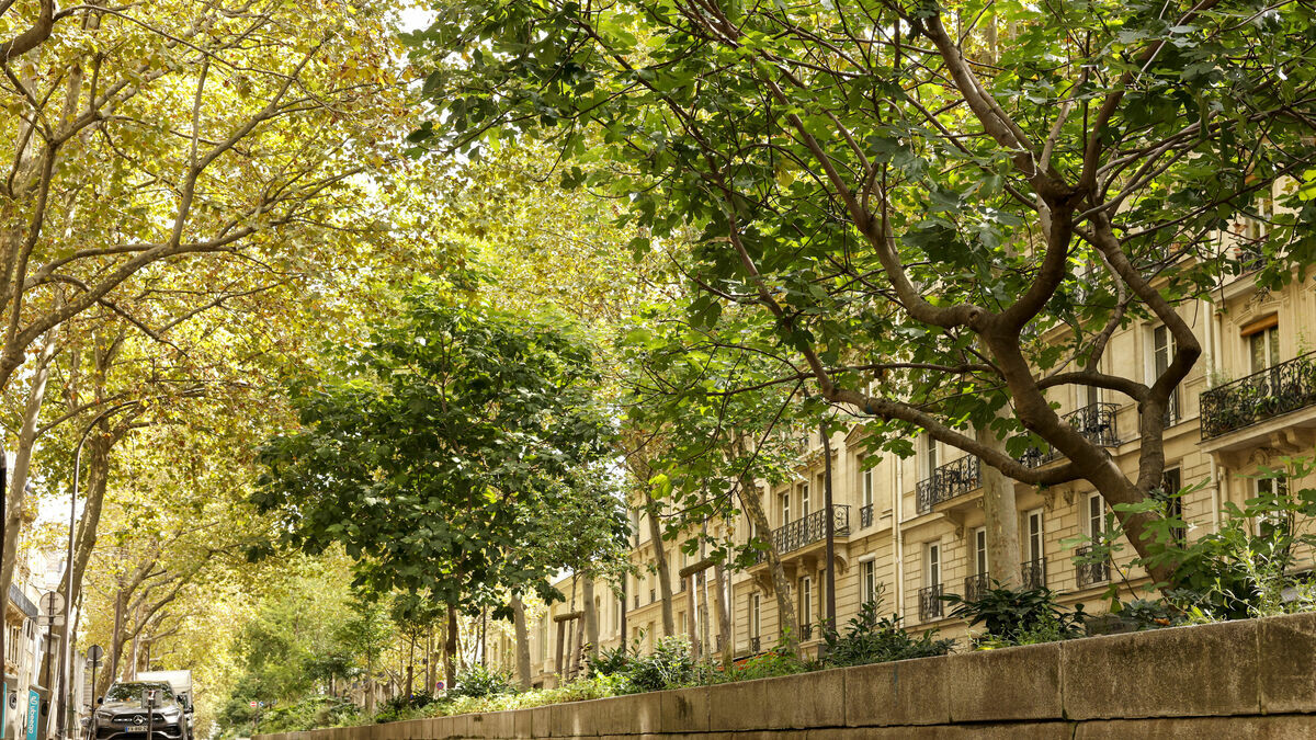 « Un arbre, l’équivalent de 20 climatiseurs » : comment les plantations massives vont rafraîchir nos villes
➡️ l.leparisien.fr/n9RK