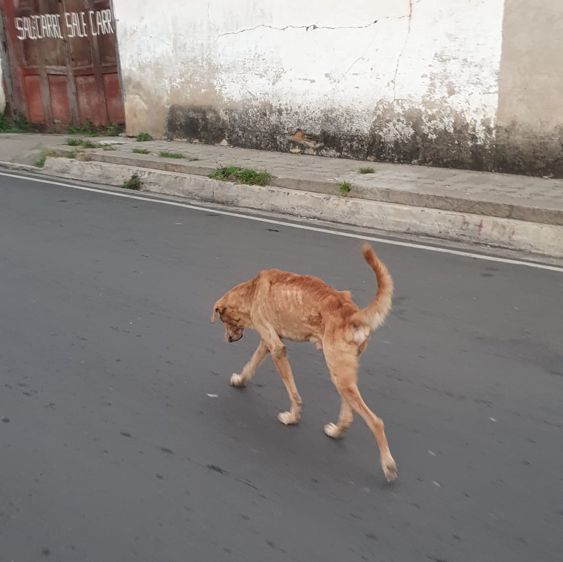 ApadrinaColitas's tweet photo. #ServicioSocial
#casoExterno
Emos solocitado ayuda a la Alcaldia de zacatecoluca para poder ayudar a Este perrito que ESTA muriendo lentamente desde la semana pasada la Alcaldia prometio ayuda hace 8 dias y aun nada tanto fue la inistencia que segun dicen que pasan lunes https://t.co/5XkVqWV7Fp