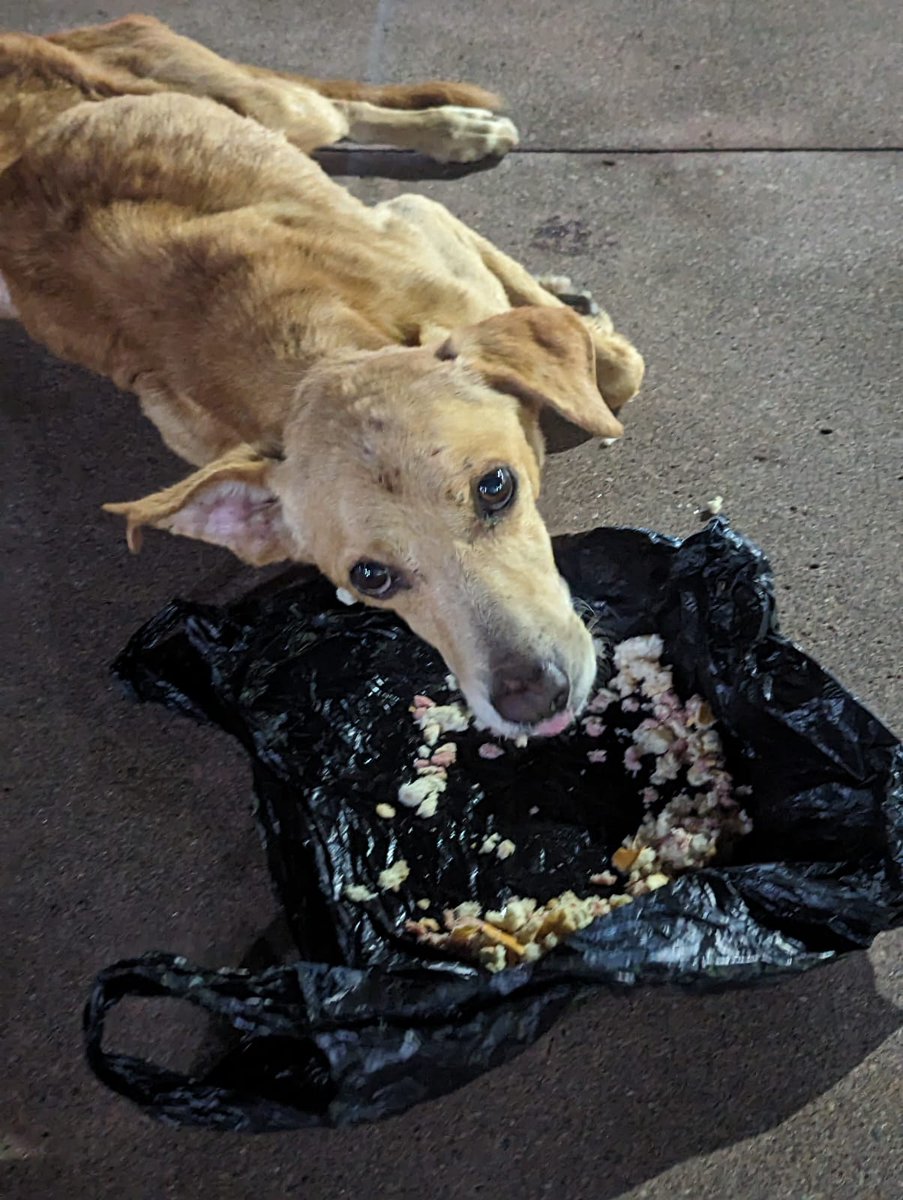 ApadrinaColitas's tweet photo. #ServicioSocial
#casoExterno
Emos solocitado ayuda a la Alcaldia de zacatecoluca para poder ayudar a Este perrito que ESTA muriendo lentamente desde la semana pasada la Alcaldia prometio ayuda hace 8 dias y aun nada tanto fue la inistencia que segun dicen que pasan lunes https://t.co/5XkVqWV7Fp