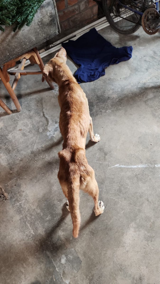 ApadrinaColitas's tweet photo. #ServicioSocial
#casoExterno
Emos solocitado ayuda a la Alcaldia de zacatecoluca para poder ayudar a Este perrito que ESTA muriendo lentamente desde la semana pasada la Alcaldia prometio ayuda hace 8 dias y aun nada tanto fue la inistencia que segun dicen que pasan lunes https://t.co/5XkVqWV7Fp